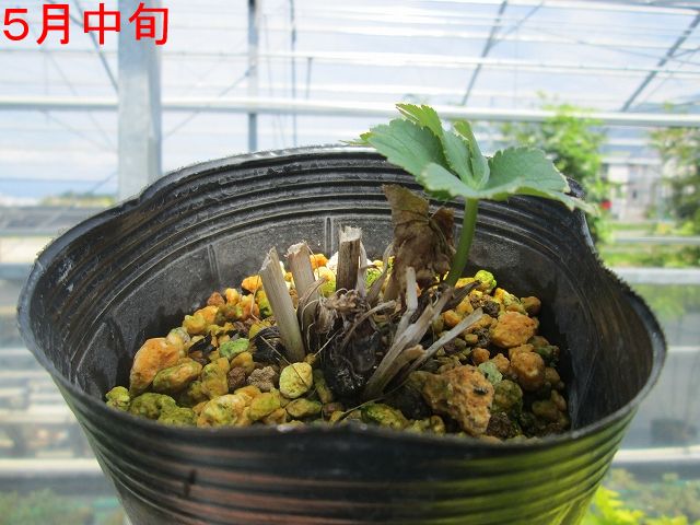 宿根草】オルラヤ「ホワイトレース」 5号(15cm)ポット | | 宿根草（科