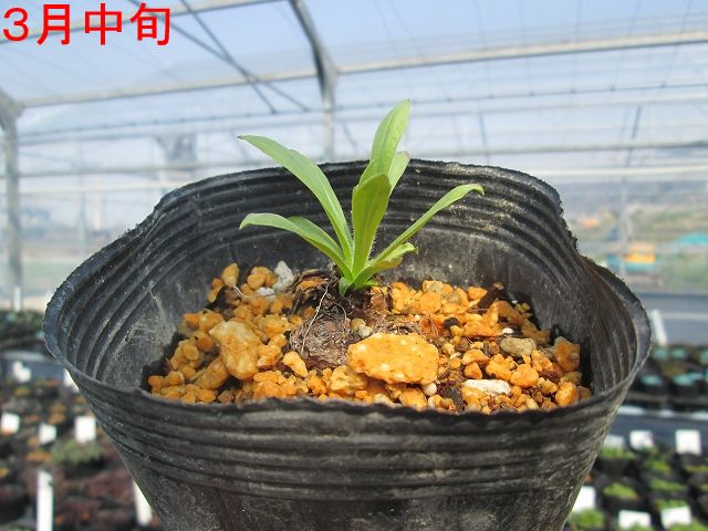 宿根草】ジギタリス「アプリコット」 5号(15cm)ポット | | 宿根草（科