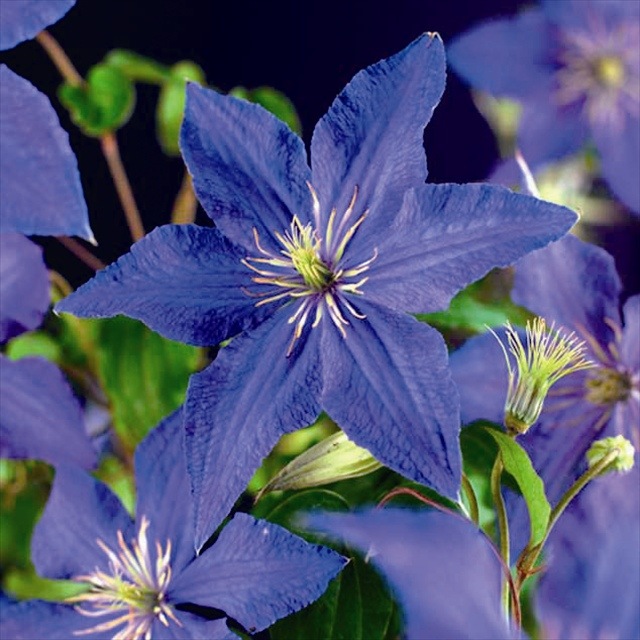 クレマチス】【5号大株】ラプソディ | | クレマチス,早咲き大輪系