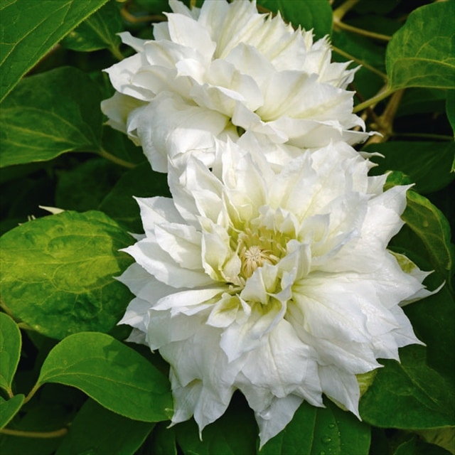 クレマチス】【5号大株】クレマチス「ダッチェス・オブ・エジンバラ