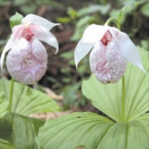 イ*ス様 山野草・野生蘭(神奈川県産・クマガイソウ③) イ*ス様 山野草・野生蘭(神奈川県産・クマガイソウ③) - メルカリ