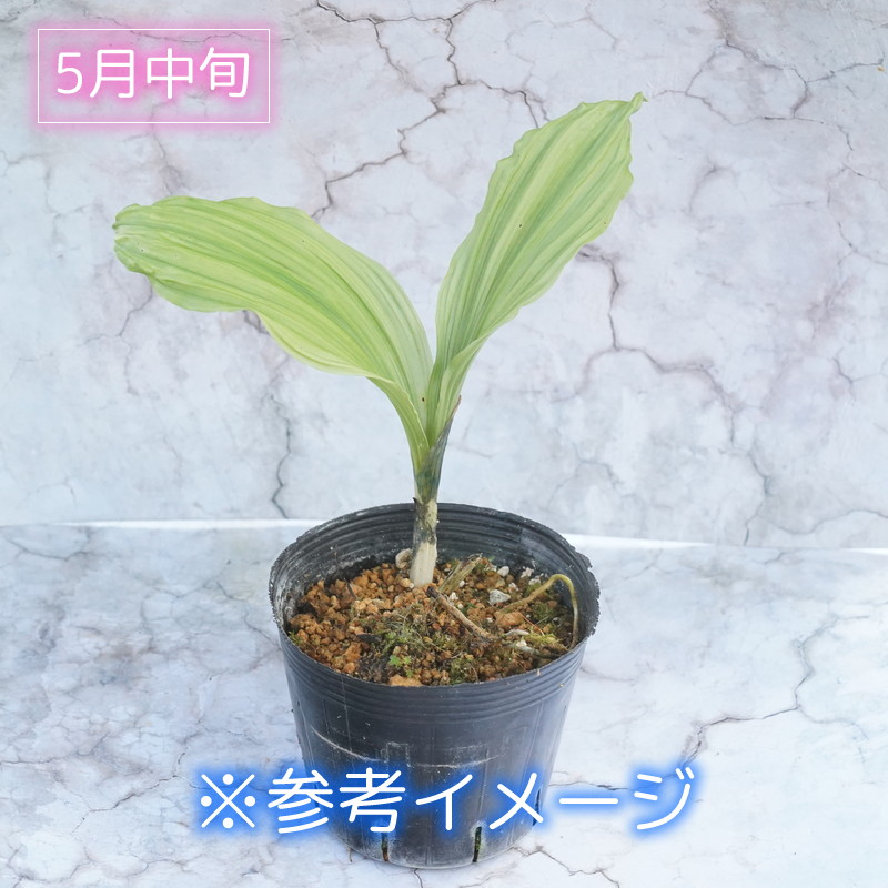2025年春～ 開花見込み株》交配エビネ 紫系 4号ポット | | 山野草（科