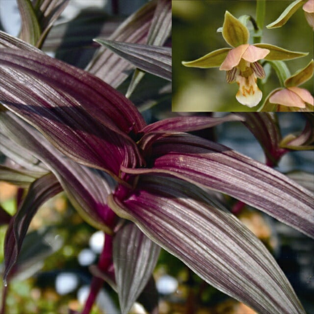 �ڻ�����ۥ��饹�ե���󥸥������