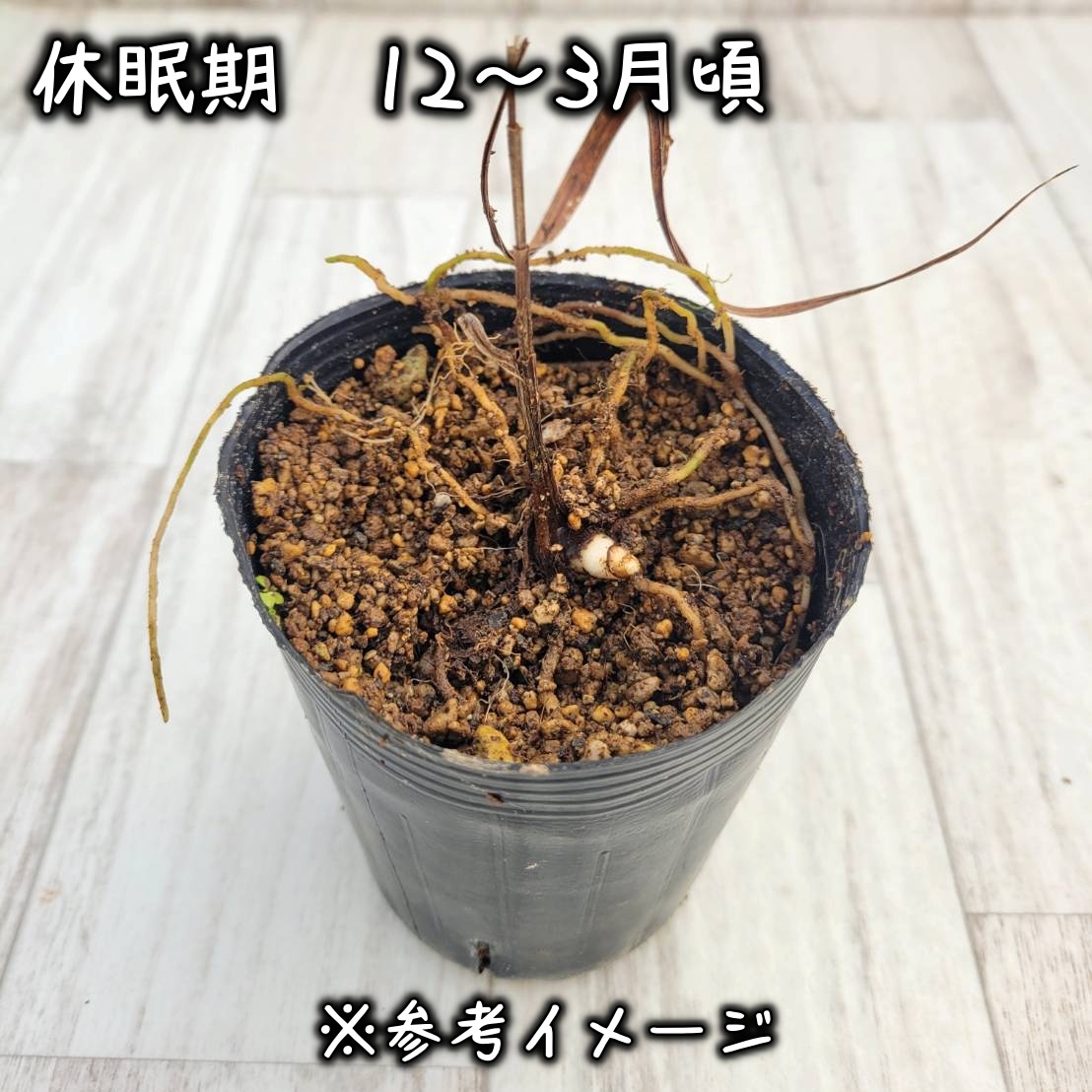 山野草】黄金葉シラン 3号ロングポット | | 山野草（科名別）,ラン科