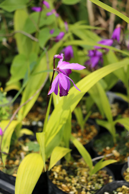 山野草 ・ 野生ラン ・　カゴメラン（雪白大覆輪縞葉） 山野草・野生ラン ・ カゴメラン (雪白大覆輪縞) 花付き