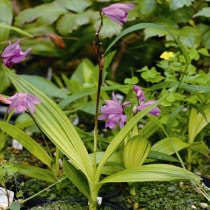 �ڻ�����۽����å����3����󥰥ݥåȡ�����������