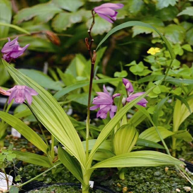 山野草】曙中斑シラン 3号ロングポット ※仮植え苗 | | 山野草（科名別