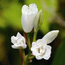 �ڻ�����۽���ĳ�饷���3����󥰥ݥåȡ�����������