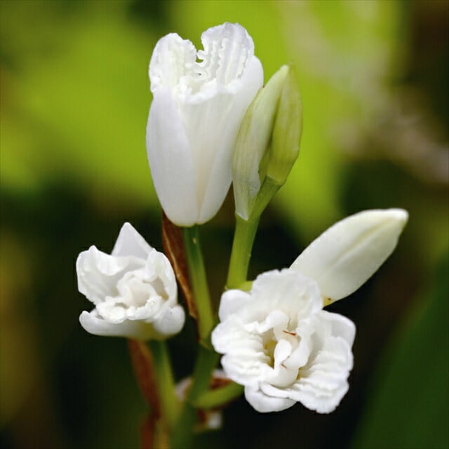 山野草】純白三蝶咲シラン 3号ポット植え | | 山野草（科名別）,ラン科