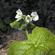 �ڻ�����ۥ��󥫥襦�ޤȤ��㤤��5��