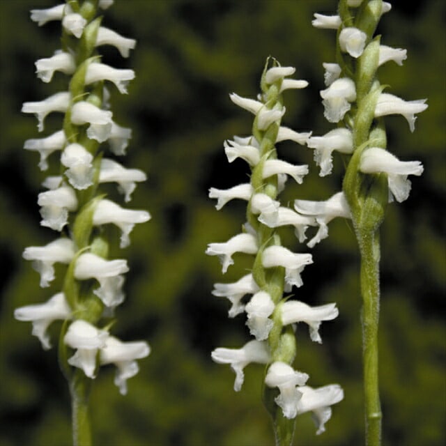 山野草】白花秋咲大輪ネジバナまとめ買い 5株 | | お買い得セット