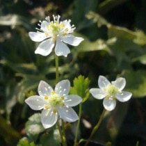 �ڻ�����ۥߥĥХ������ޤȤ��㤤��5��