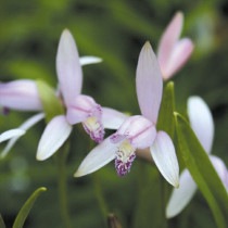 �ڻ�����ۥȥ�������5���ޤȤ��㤤