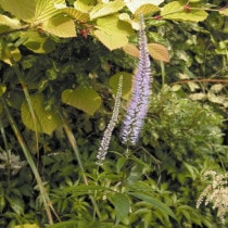 �ڻ�����ۥ�����������5���ޤȤ��㤤