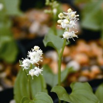 �ڻ�����ۥޥ��ť륽����10���ޤȤ��㤤