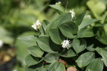 �ڻ�����۲�����ޥ��ť륽����10���ޤȤ��㤤