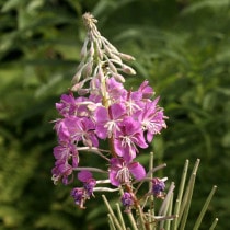 �ڻ�����ۥ�ʥ����5���ޤȤ��㤤