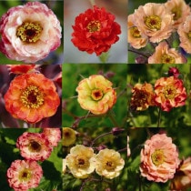 �ڽɺ���ۥ������ʼ�̾�դ���5��5��