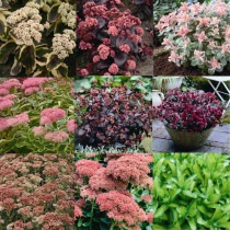 �ڽɺ���ۥ������ʼ�̾�դ���5��5��