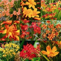 �ڽɺ���ۥ��������ߥ��ʼ�̾�դ���5��5��