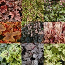 �ڽɺ���ۥҥ塼������ʼ�̾�դ���5��5��