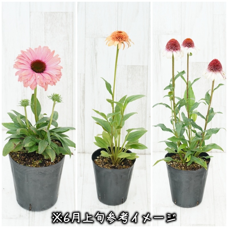 宿根草】エキナセア 八重咲き品種 5種5株アソート 4号(12cm)ロング
