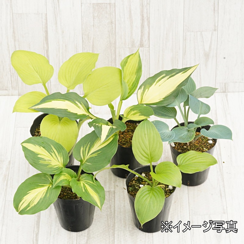 ホスタ (ギボウシ)12cm 2品種 品種名不明 ホスタ（ギボウシ） 品種見計らいセット 5種5株 4号(12cm)ポット植え