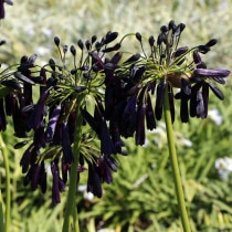 �ڽɺ���ۥ����ѥ󥵥��֥ߥåɥʥ��ȡ����������ɡ� 4��(12cm)�ݥå�