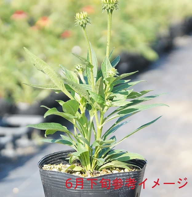 宿根草】エキナセア「ゴールデン・スキッパー」 5号(15cm)ポット