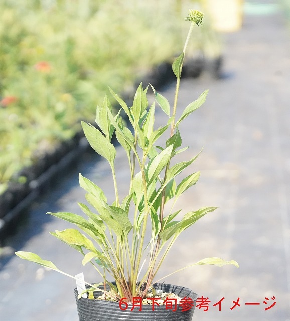 エキナセア「ピンク・ダブル・デライト」 5号(15cm)ポット | | 宿根草