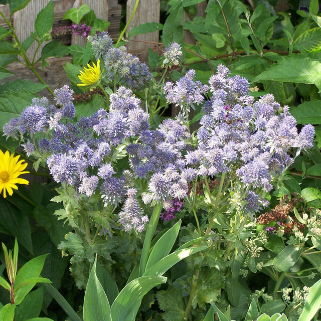 �ڽɺ���ۥ���󥸥���֥֥饦�����ĥ٥륰�� 5��(15cm)�ݥå�