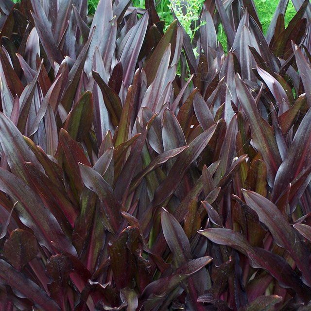 宿根草】ユーコミス「スパークリング・バーガンディ」 5号(15cm)ポット