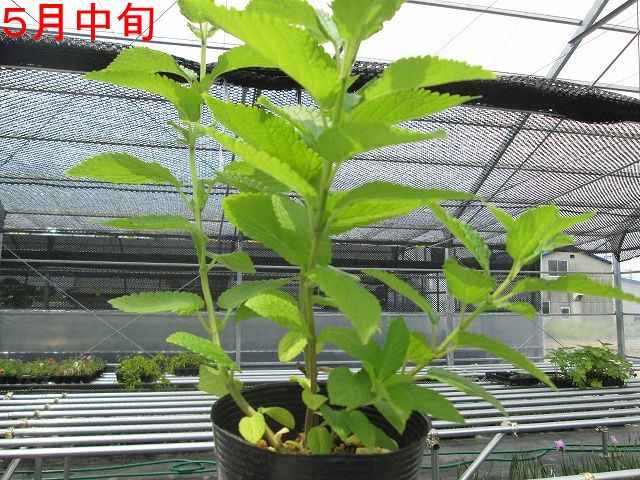 ご確認用　トウテイラン 宿根草】トウテイラン 5号(15cm)ポット | | 宿根草（科名別