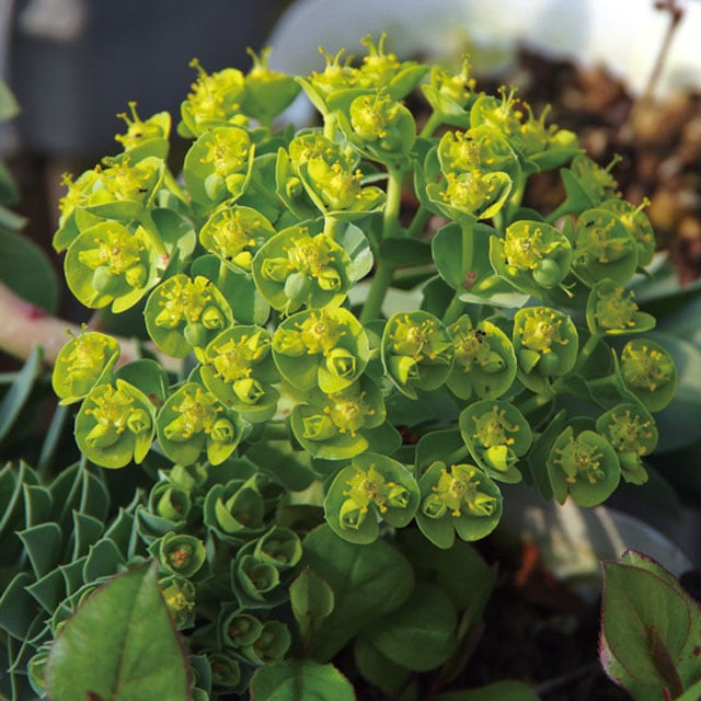 宿根草】ユーフォルビア・ミルシニテス 5号(15cm)ポット | | 宿根草