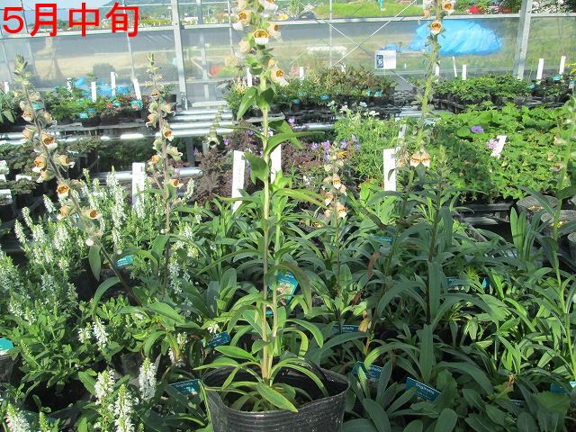 激レア　欠けアリ　熊本県産　マボロシリュウグウボタル カードボックス防府店 on X: 