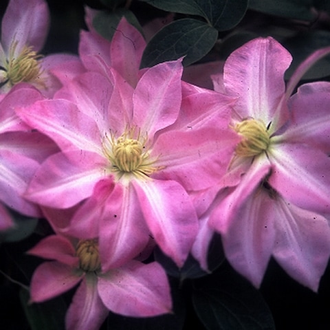 クレマチス 5号大株 クレマチス 妖精 クレマチス パテンス系 四国ガーデン株式会社 クレマチス 5号大株 クレマチス 妖精 クレマチス パテンス系 四国ガーデン株式会社