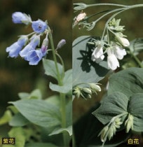 �ڻ�����ۥ�����꥽�����硦��2�����åȡʳ�2�ݥåȤη�4�ݥåȥ��åȡ�