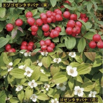 �ڻ�����ۥ����󥿥��Хʡ����������󥿥��Хʡʳ�2�ݥåȤη�4�ݥåȥ��åȡ�