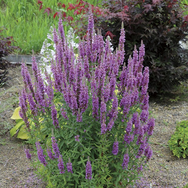 ミソハギ パープル 10株 まとめ購入希望の方どうぞ♪ ミソハギ