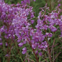 山野草（植物名別）,ヤ行 | 四国ガーデン株式会社