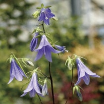 �ڻ�����ۥ��Хʡ�10���ޤȤ��㤤