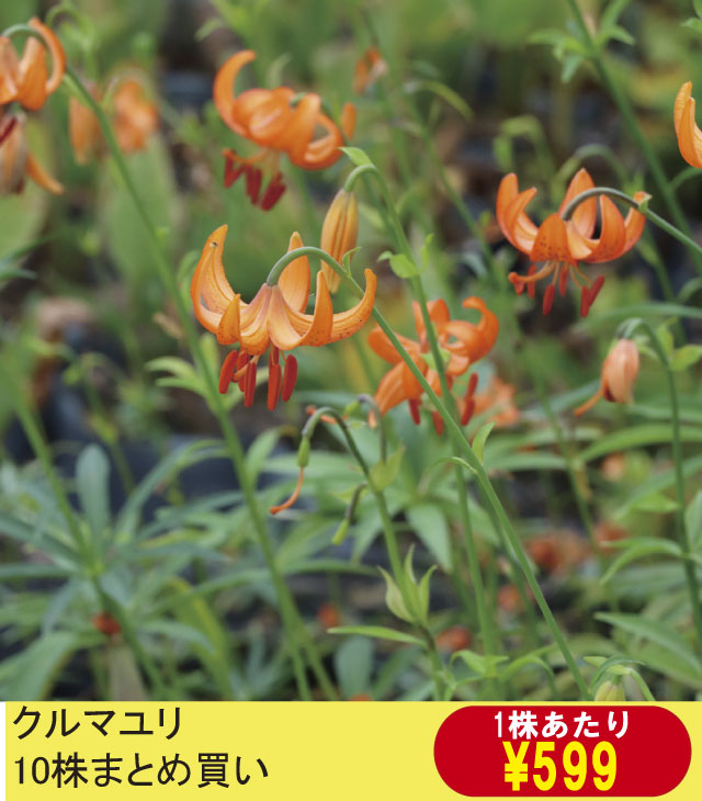 山野草】クルマユリ 10株まとめ買い | | お買い得セット | 四国