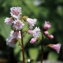 �ڻ�����ۥ��參���ߡ�10���ޤȤ��㤤