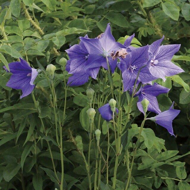 �ڻ�����۸��省���祦��10���ޤȤ��㤤