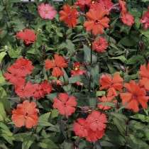 �ڻ�����ۥޥĥ�ȥ���Υ���10���ޤȤ��㤤