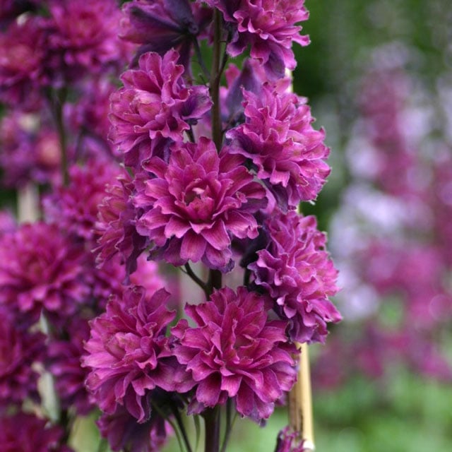 宿根草】デルフィニウム「フラメンコ」 5号(15cm)ポット | | 宿根草