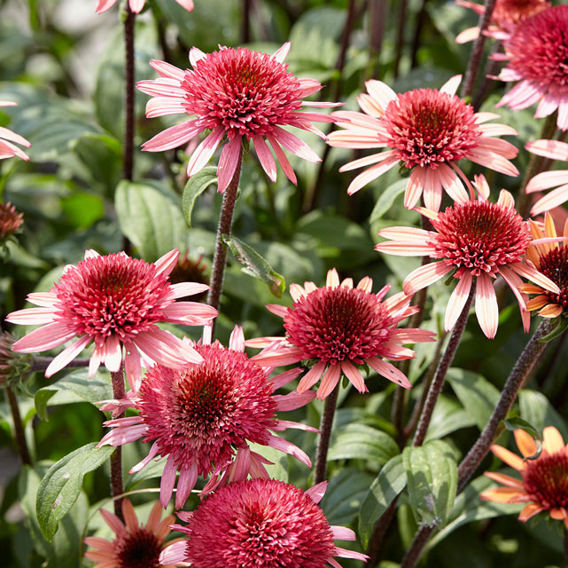 fontaine ルビー・エメラルド・ラズベリー・パイナップル エキナセア「ラズベリー・トラッフル」 5号(15cm)ポット | | 宿根草