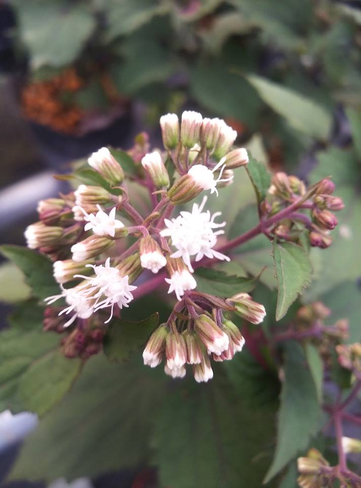 宿根草】ユーパトリウム「チョコレート」 5号(15cm)ポット | | 宿根草