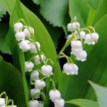 ��2024ǯ�ա����ָ����߳��ۥɥ��ĥ������֥ɥ꡼��ס����ز֡�3.5��ݥåȿ�����������10�ݥåȤޤȤ��㤤