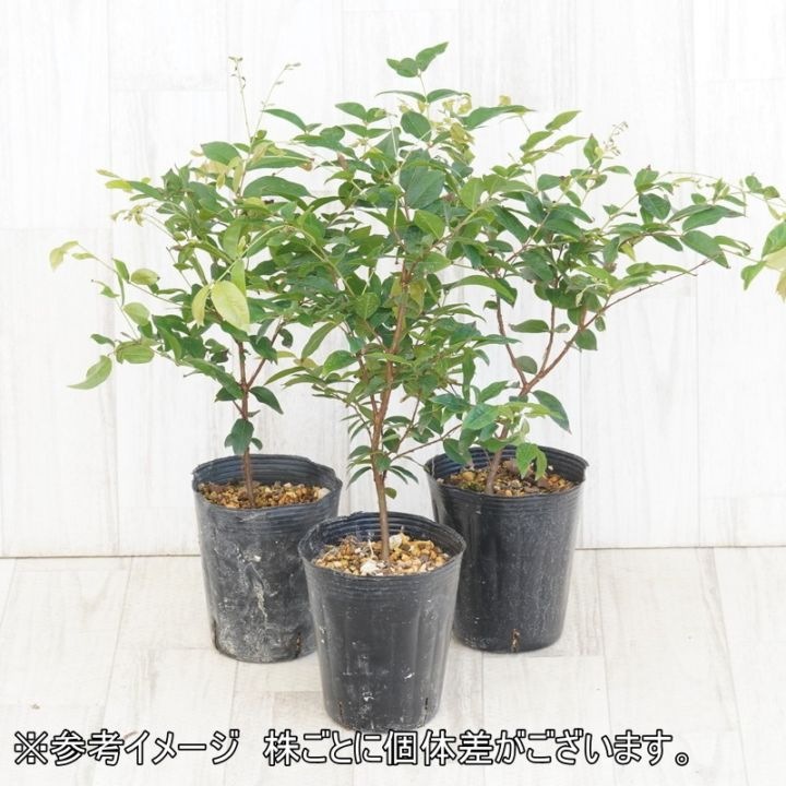 不思議フルーツ》ジャボチカバ（中葉系）苗木 4号（12cm）ロング